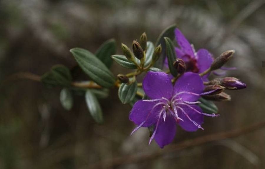 Tibouchina martialis — search result for 'Tibouchina'