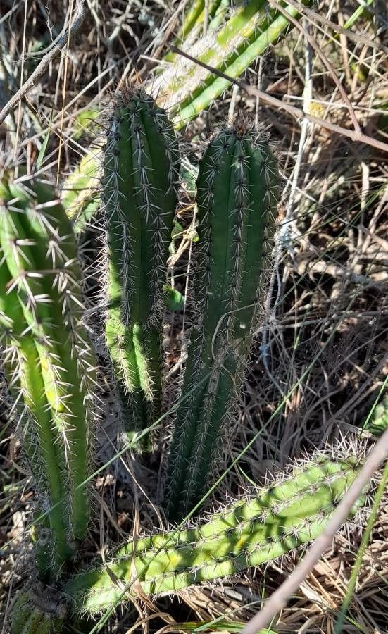 Praecereus euchlorus habit