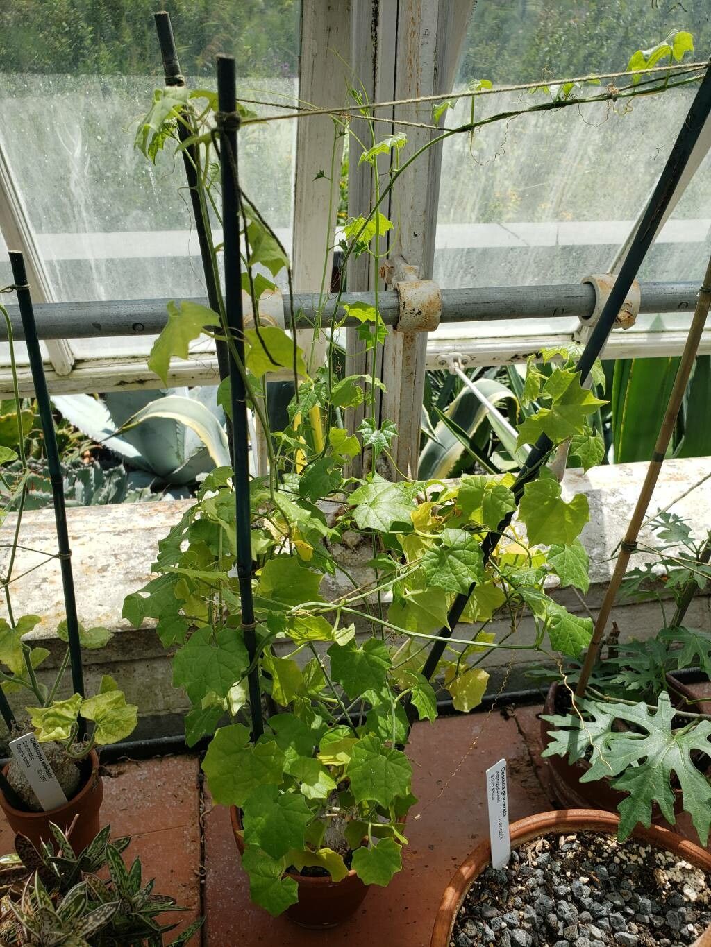 Gerrardanthus lobatus habit