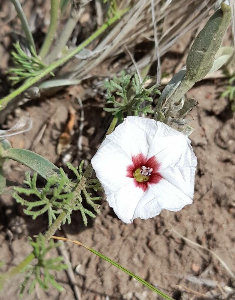Convolvulus laciniatus flower