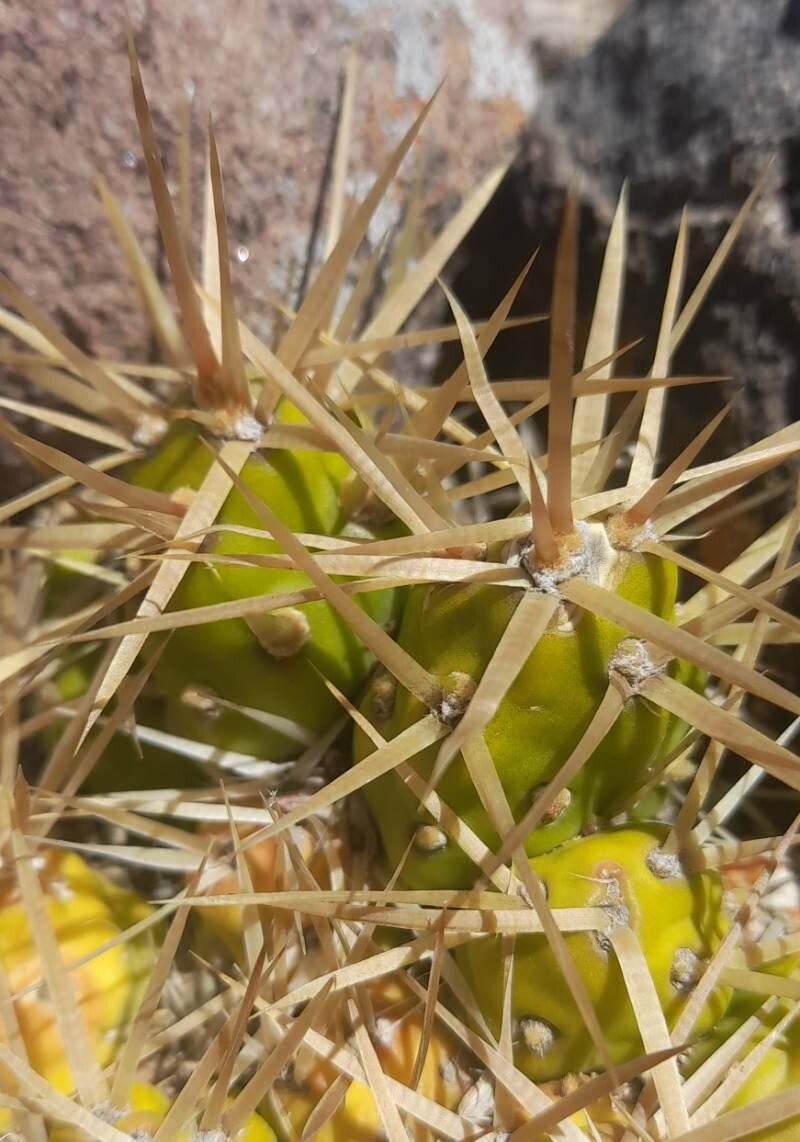 Maihueniopsis platyacantha bark