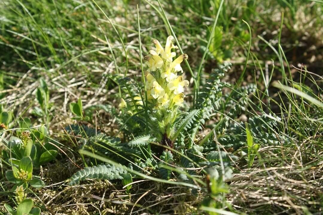 Pedicularis oederi flower