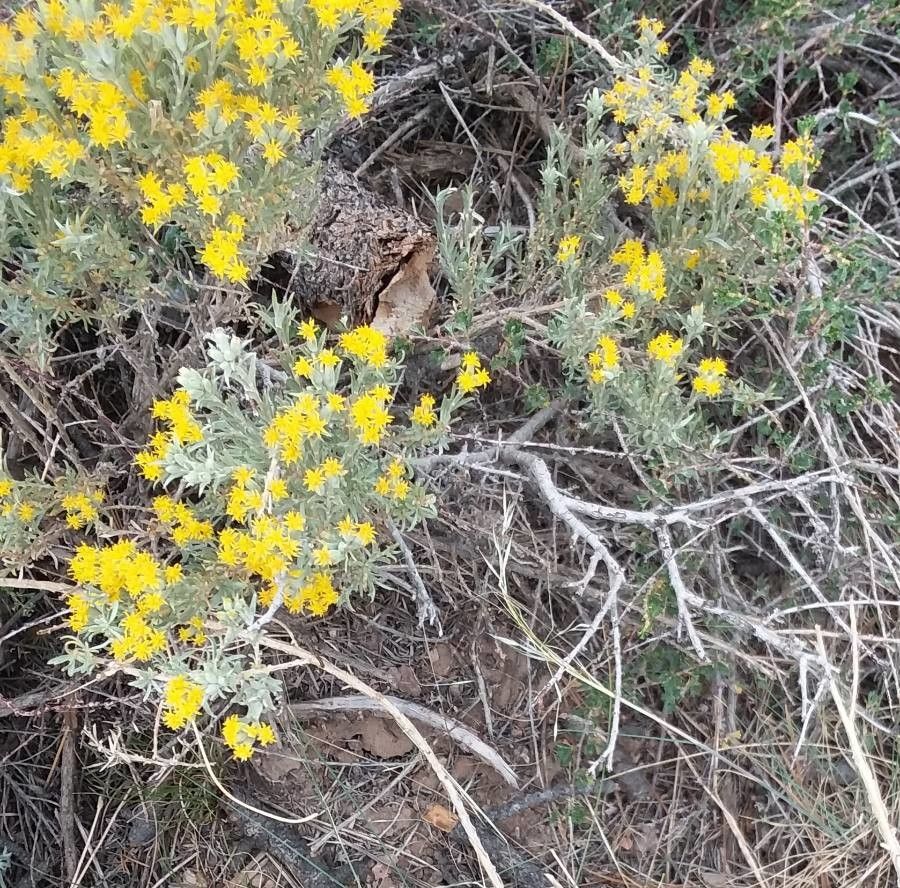 Tetradymia canescens flower