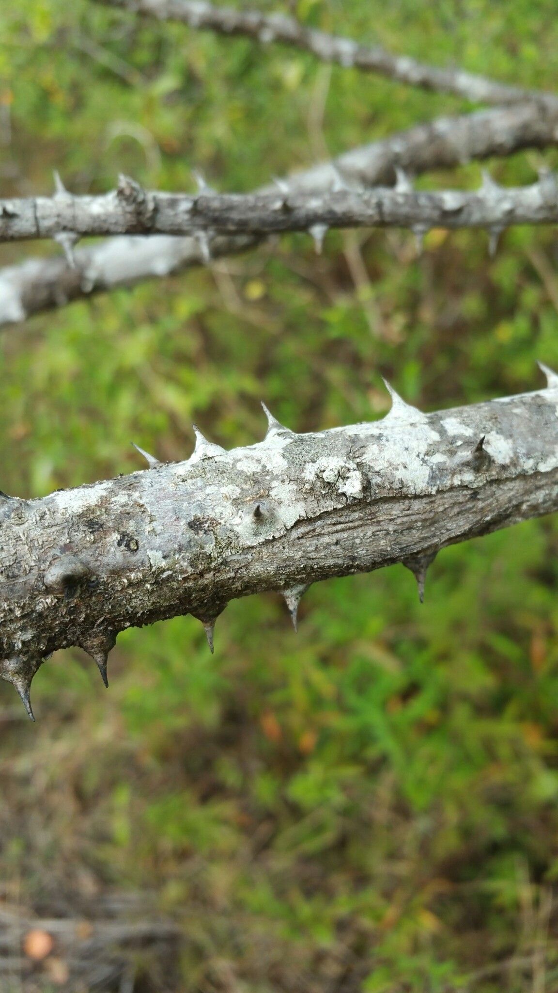 Mimosa lingvatouana bark
