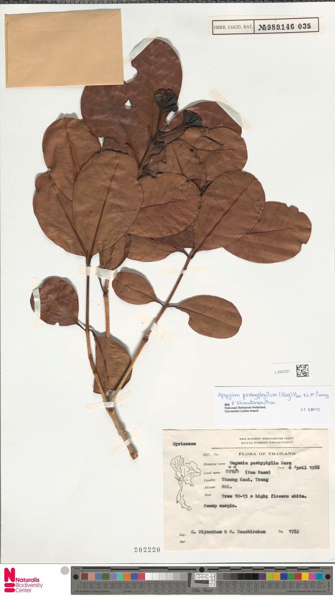 Syzygium pachyphyllum — houseplant care guide