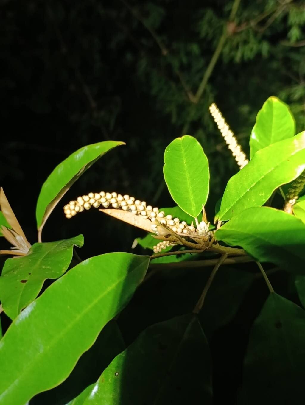 Croton argyrodaphne fruit