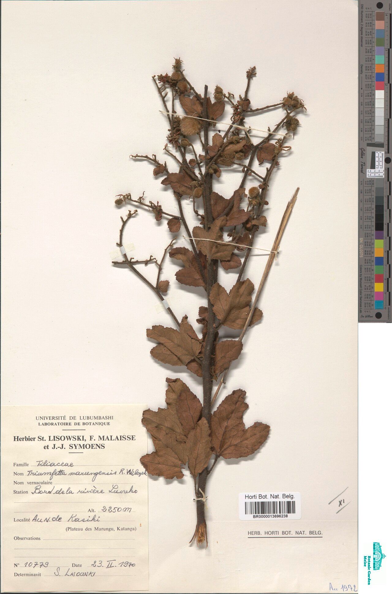 Triumfetta marunguensis — houseplant care guide