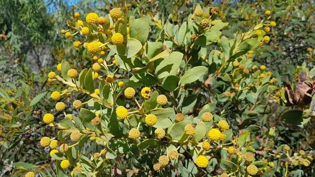 Acacia cultriformis fruit