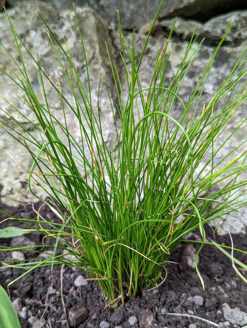 Allium cyaneum — houseplant care guide