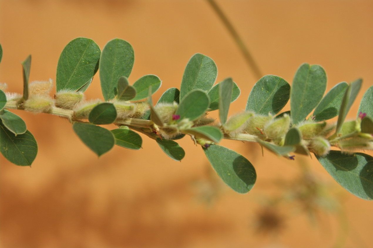 Tephrosia obcordata leaf