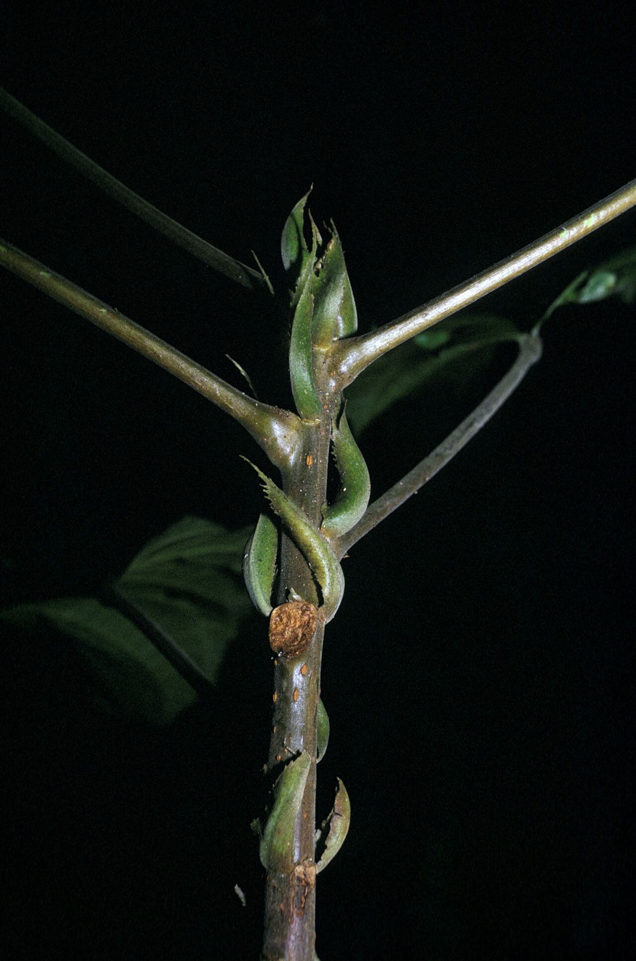 Sloanea grandiflora bark
