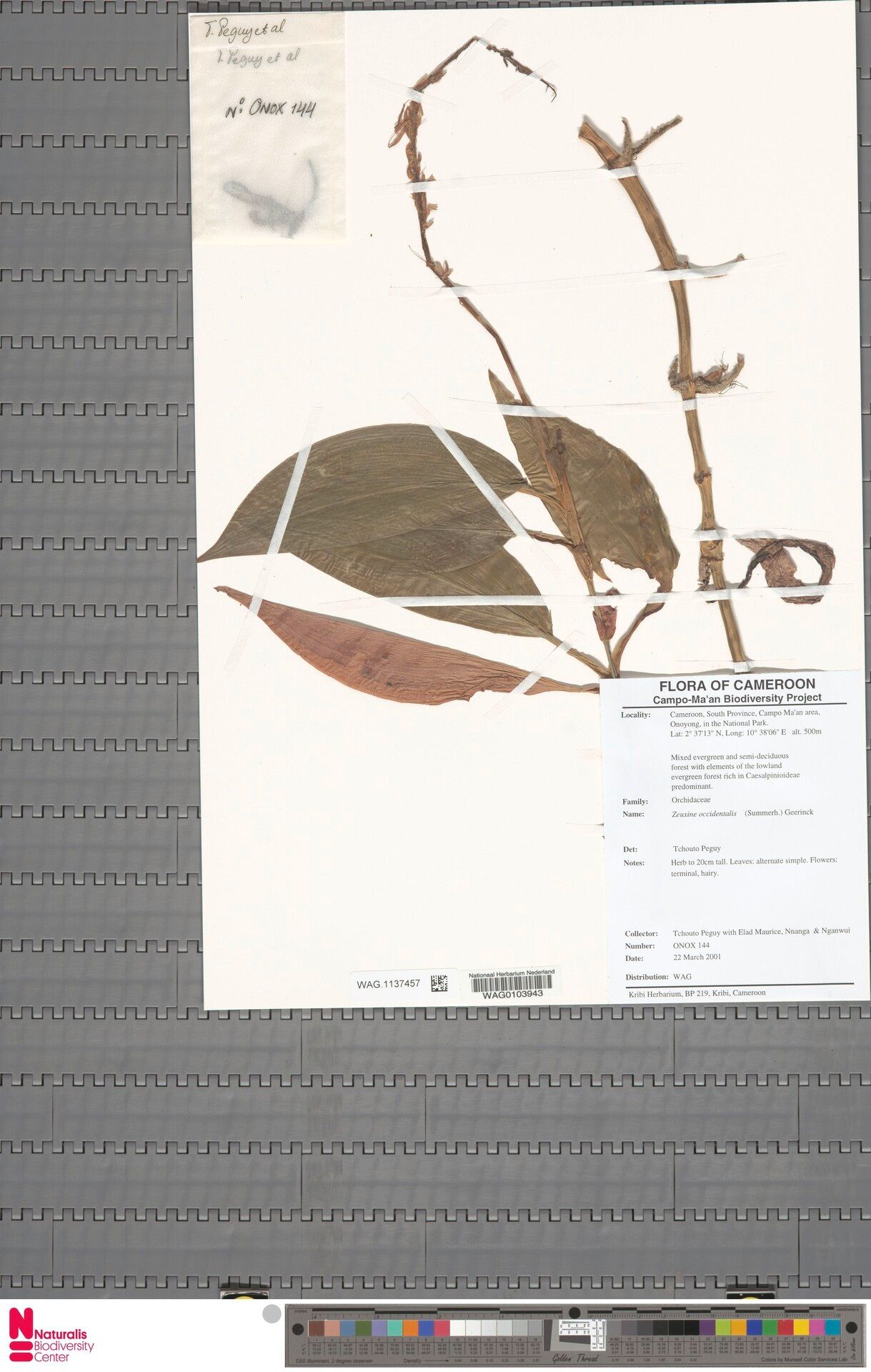 Hetaeria occidentalis — related species from the same genus