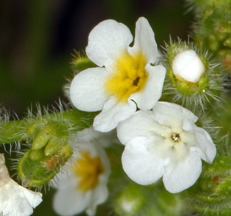 Plagiobothrys parishii flower