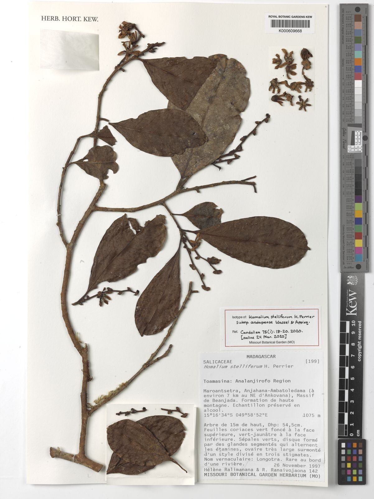 Homalium stelliferum — houseplant care guide