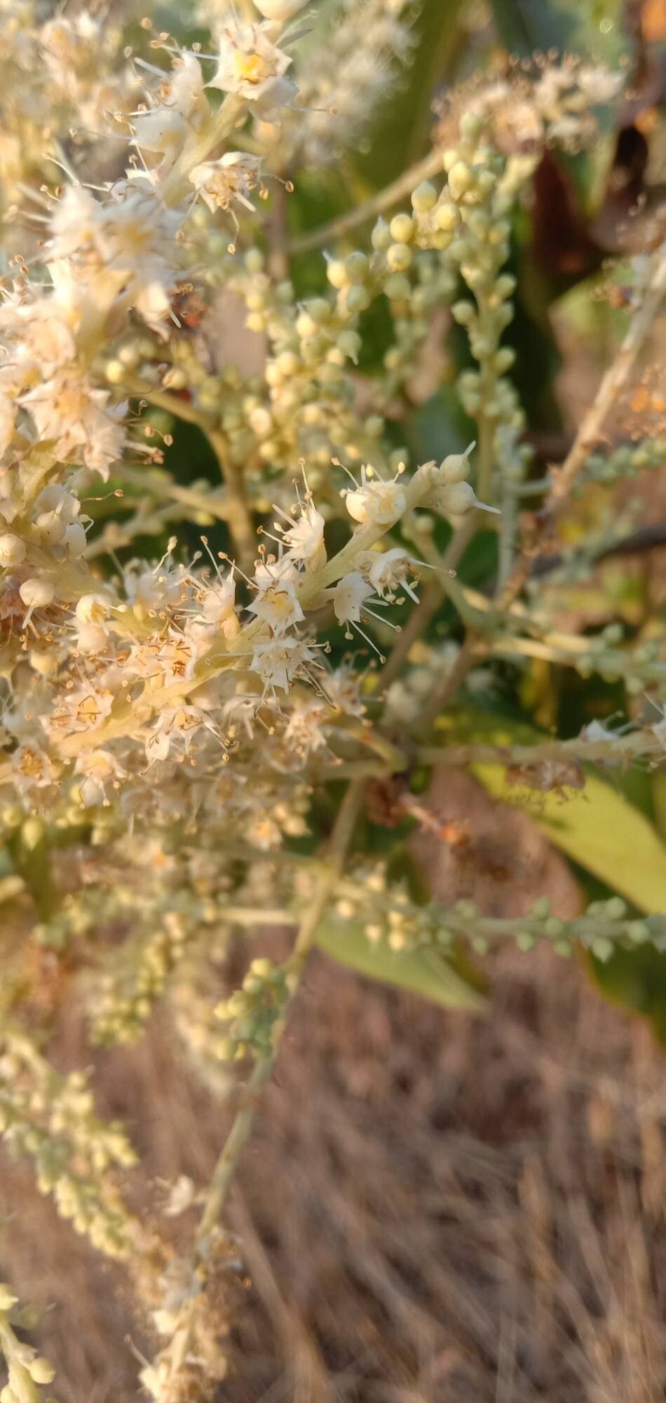 Terminalia paniculata flower