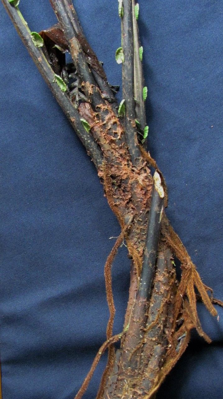 Blechnum divergens other