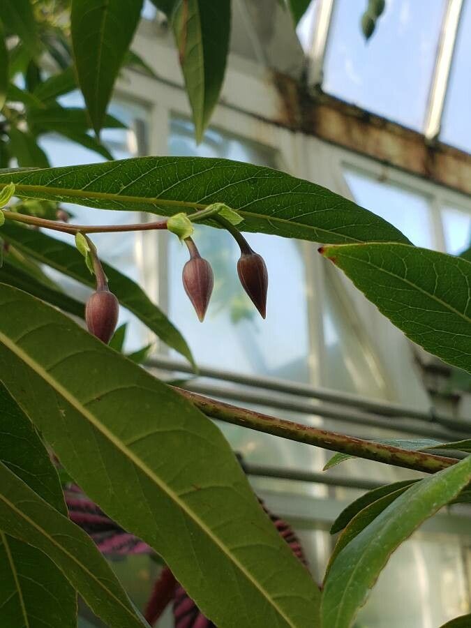 Elaeocarpus grandiflorus fruit