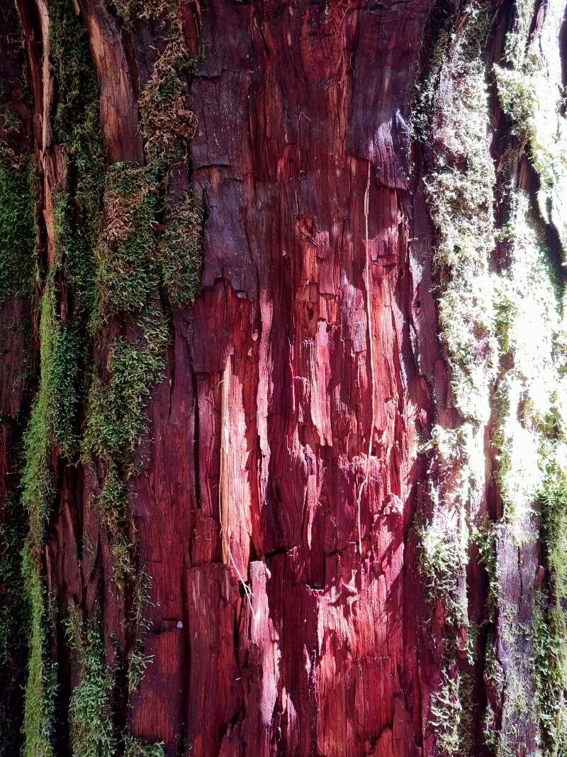 Fitzroya cupressoides bark