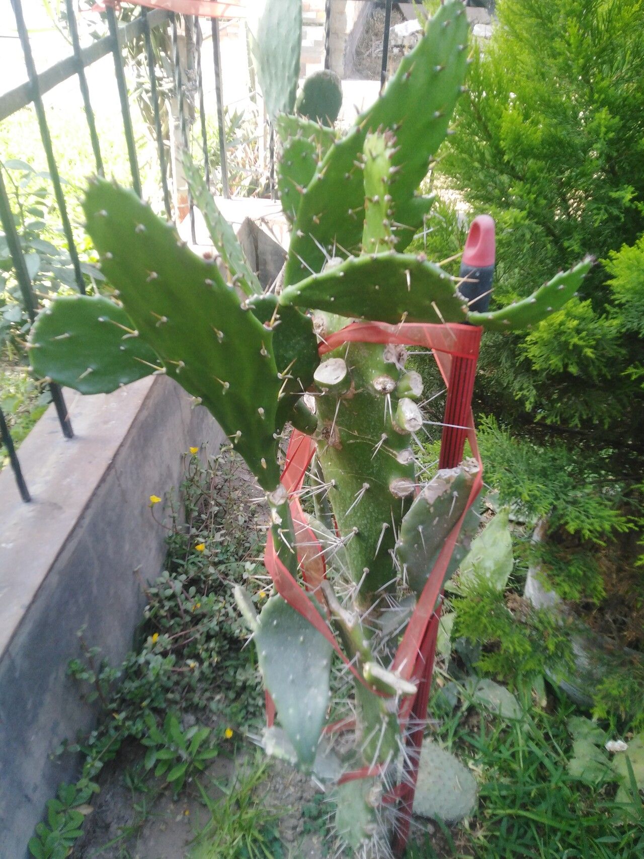Opuntia elatior bark