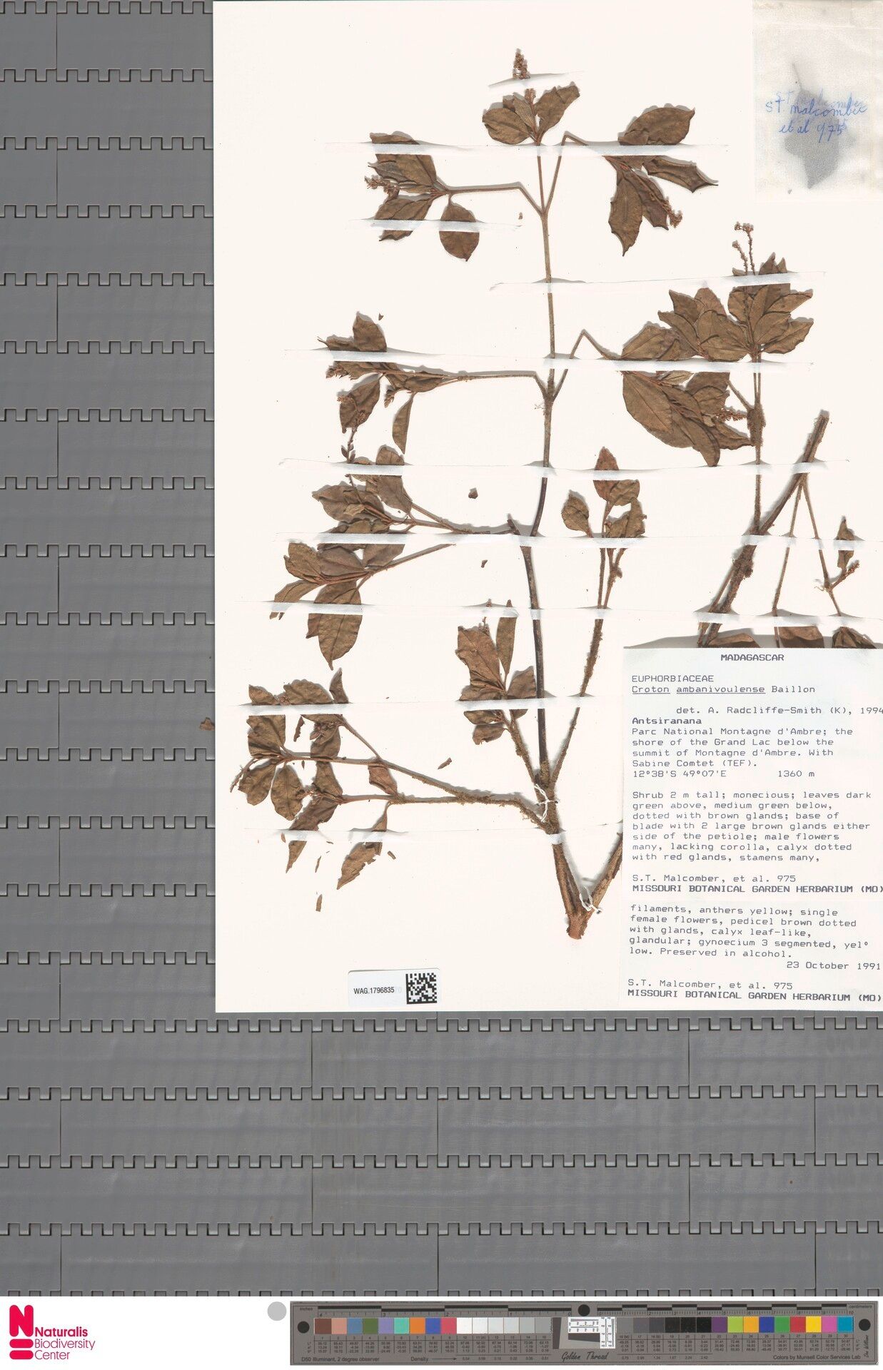Croton ambanivoulensis — related species from the same genus