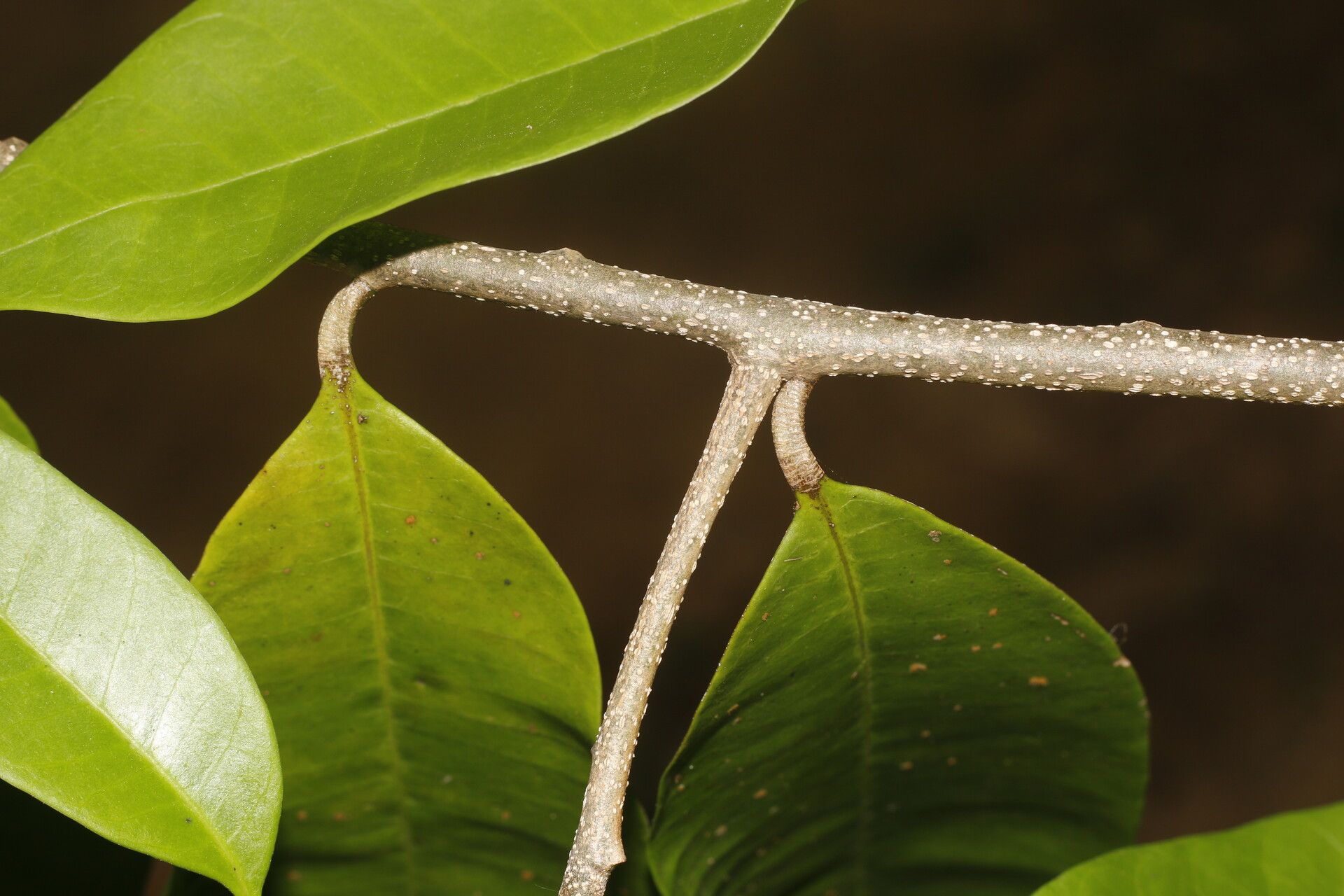 Aspidosperma megalocarpon bark
