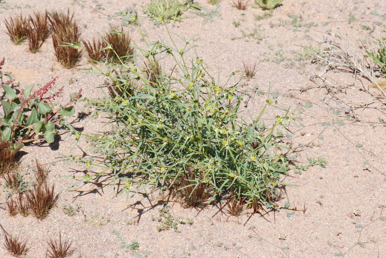 Euphorbia calyptrata habit