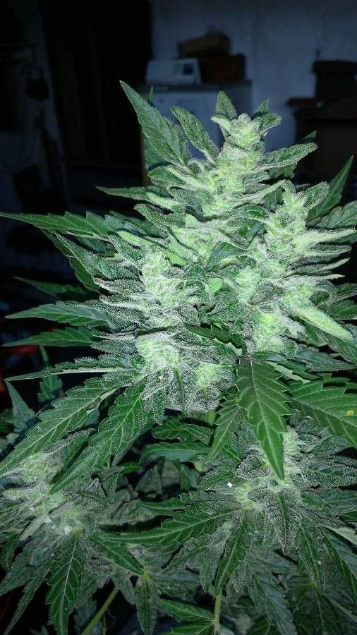 Cannabis indica flower