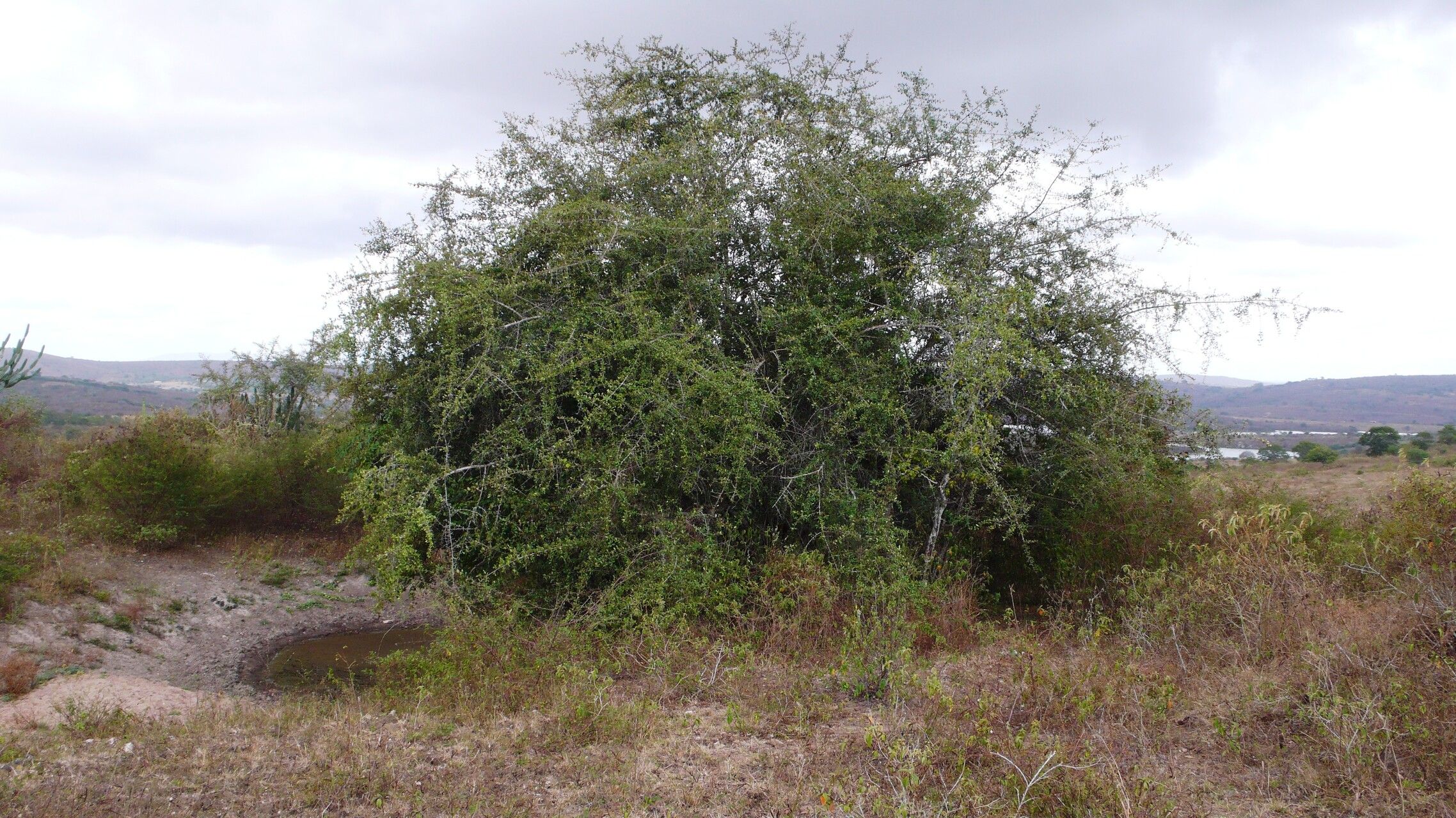 Sideroxylon obtusifolium habit