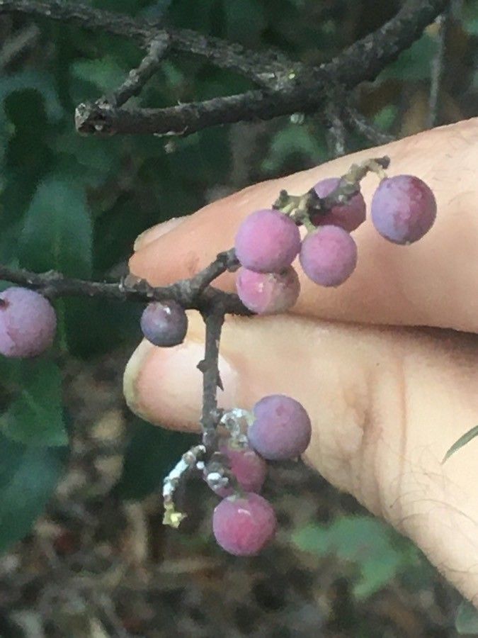 Euclea natalensis fruit