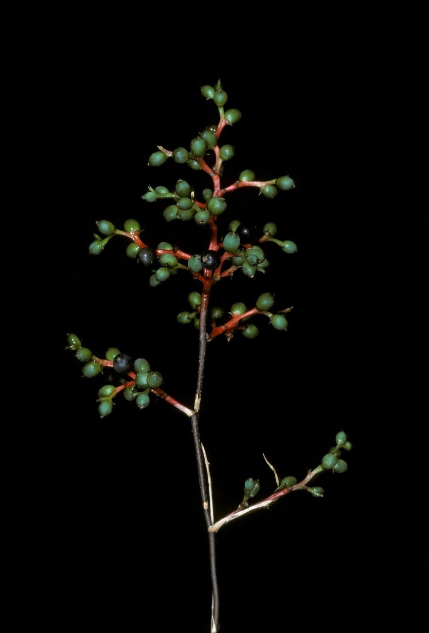 Araeococcus micranthus — search result for 'Trinidad and Tobago'