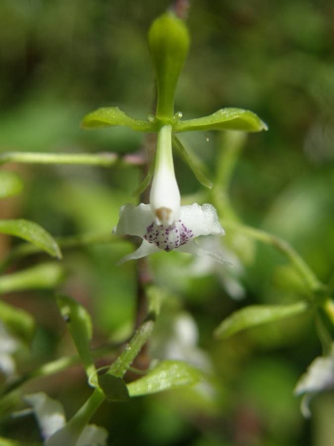 Epidendrum piliferum flower