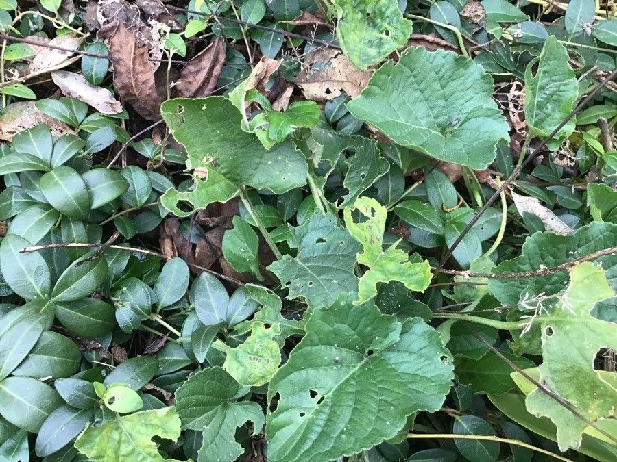Campanula alliariifolia leaf