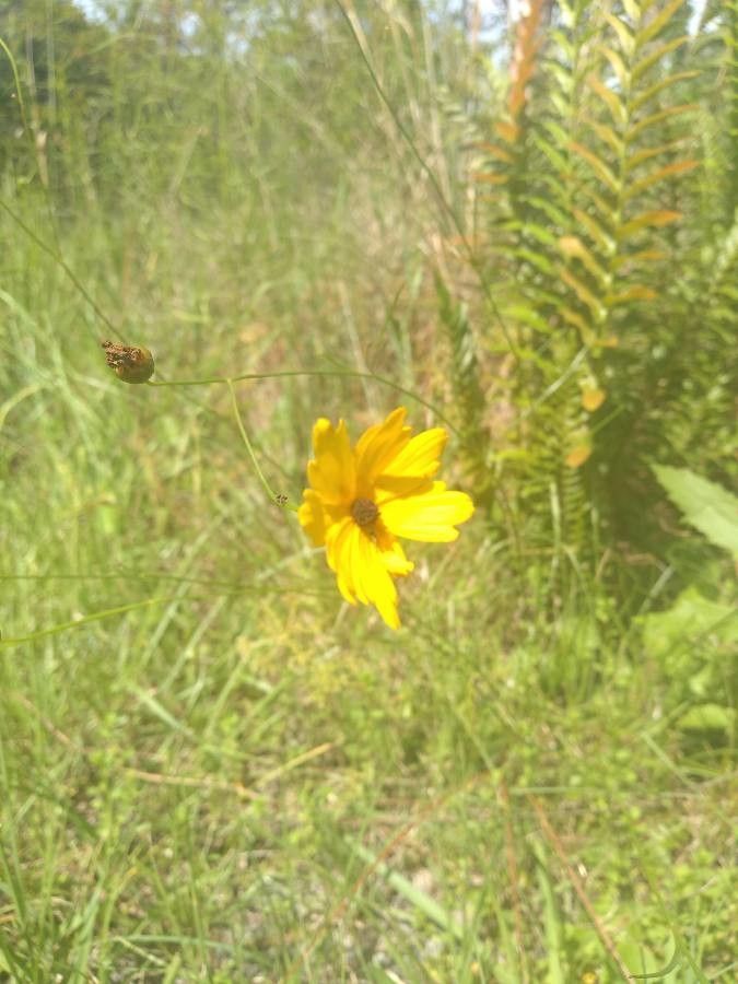 Coreopsis pubescens flower