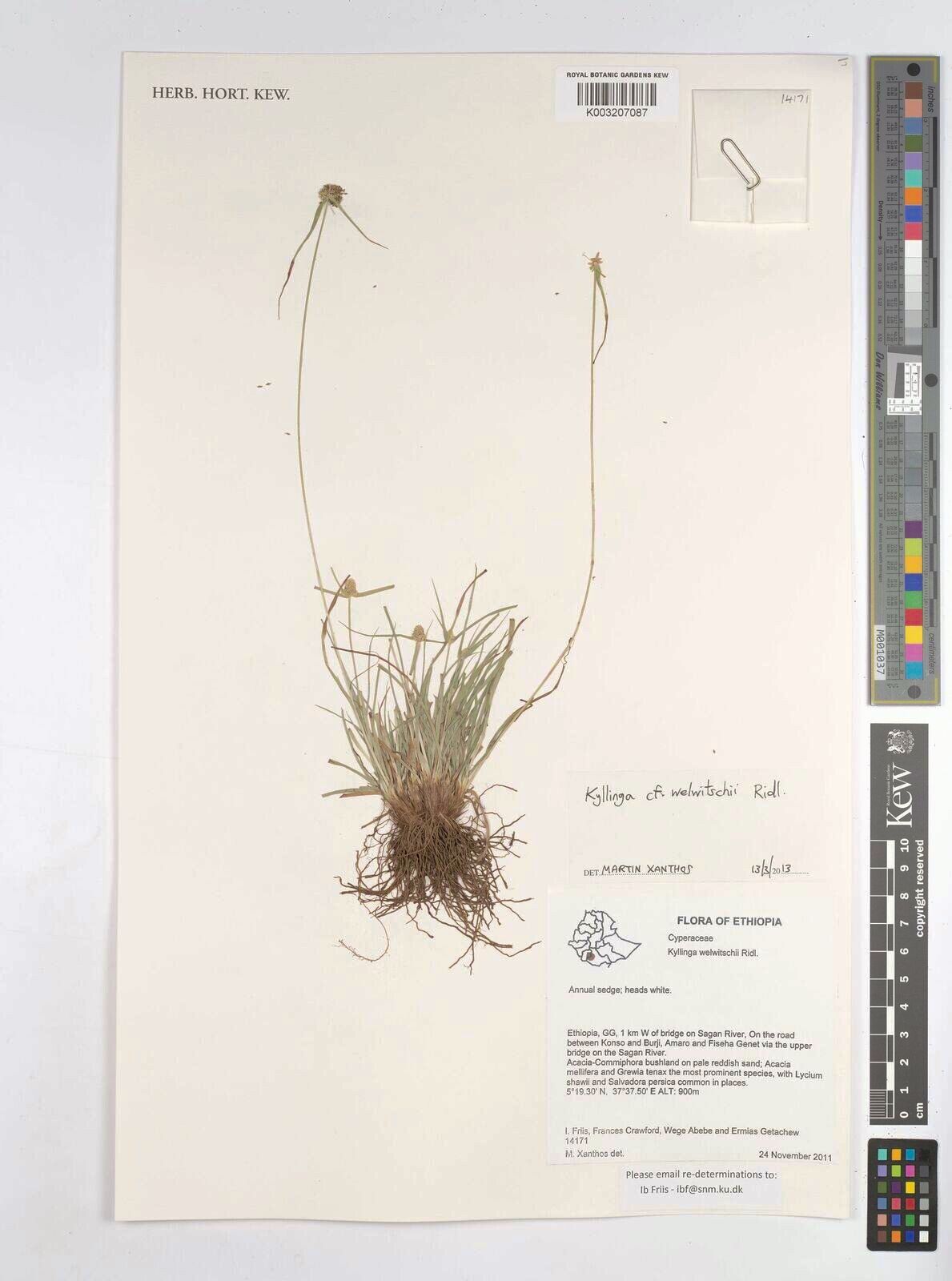 Cyperus welwitschii — houseplant care guide