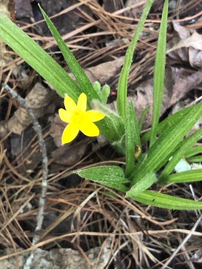 Hypoxis angustifolia flower