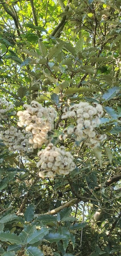 Olearia macrodonta fruit