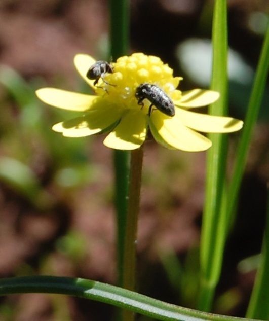 Blennosperma nanum flower