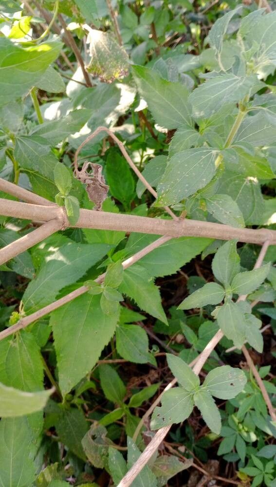 Wedelia silphioides bark