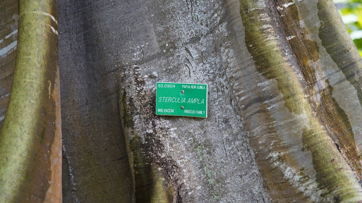 Sterculia ampla bark