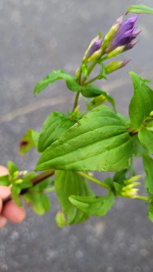 Gentianella quinquefolia leaf