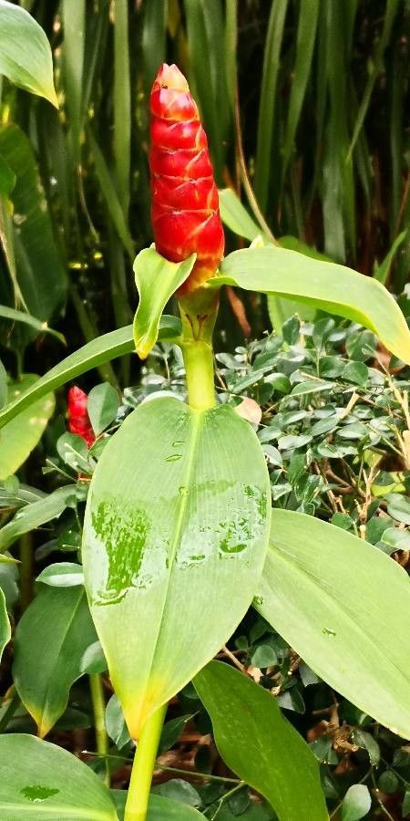 Costus spicatus flower