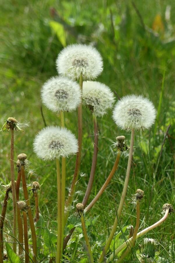Taraxacum rubicundum fruit