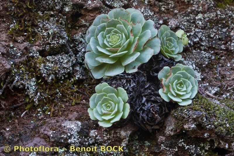 Greenovia aizoon other