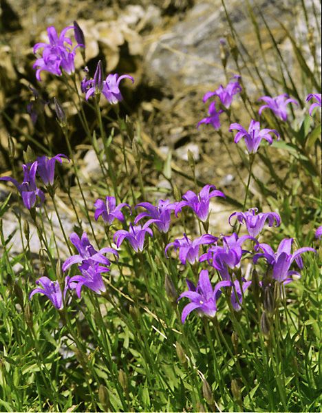 Campanula wilkinsiana habit