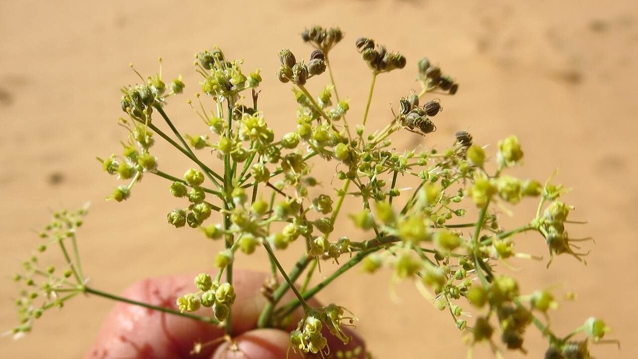 Peucedanum officinale fruit