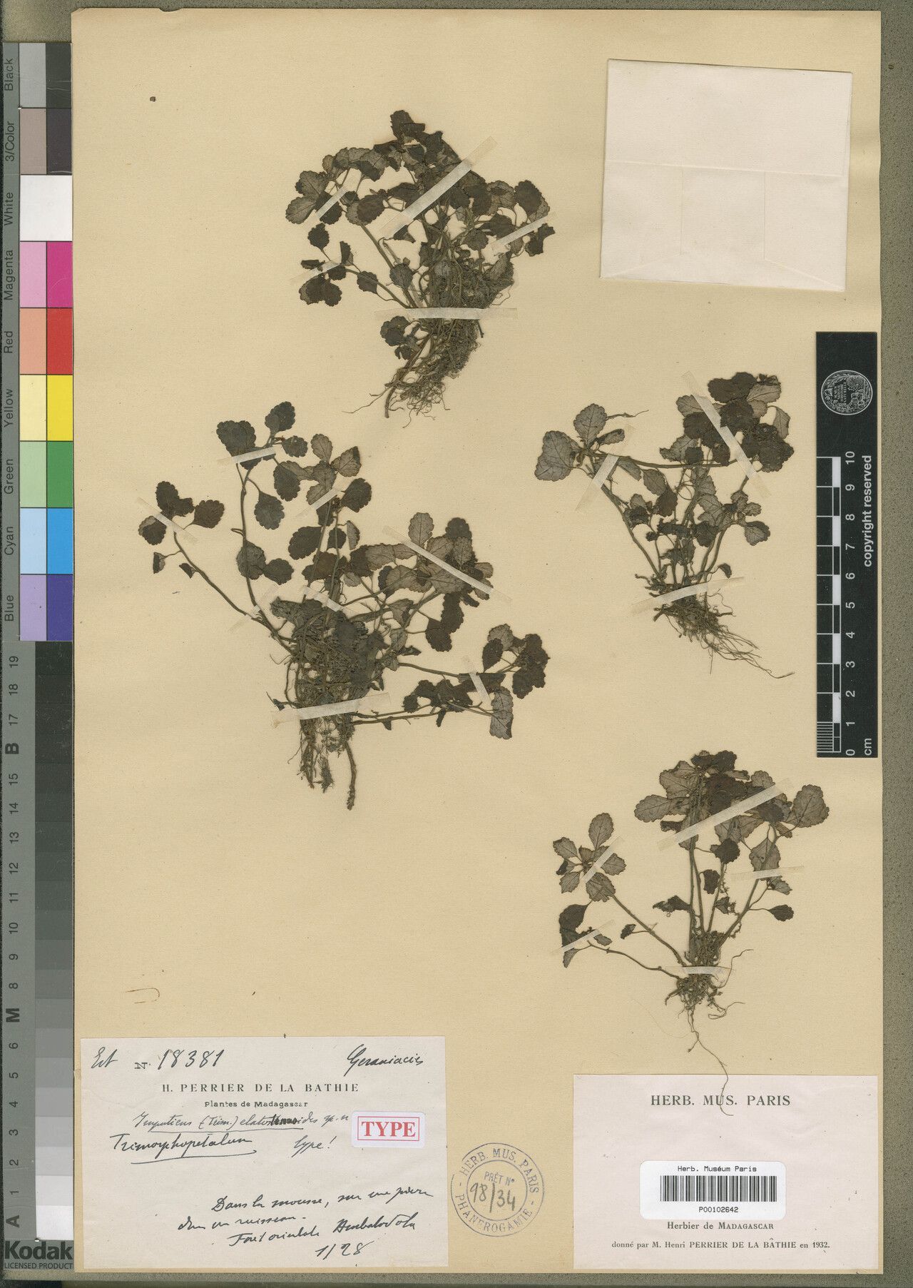 Impatiens elatostemmoides — houseplant care guide