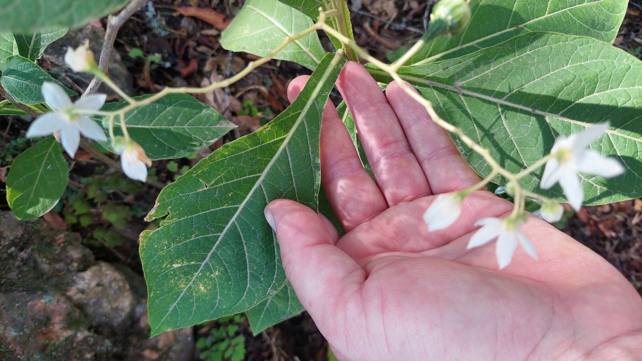 Solanum delitescens leaf