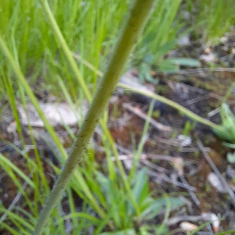 Pilosella cymosa bark