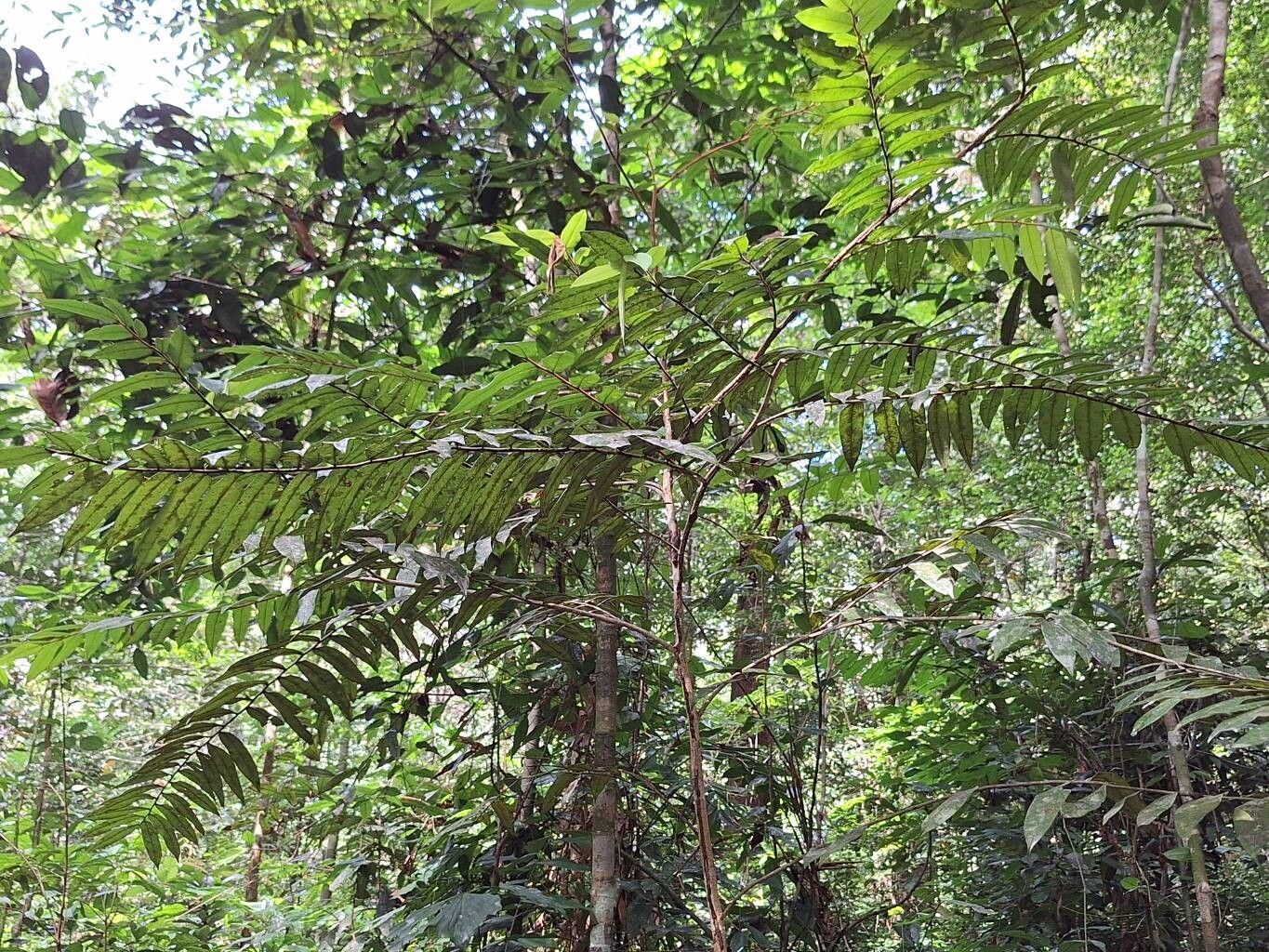 Xylopia letestui habit