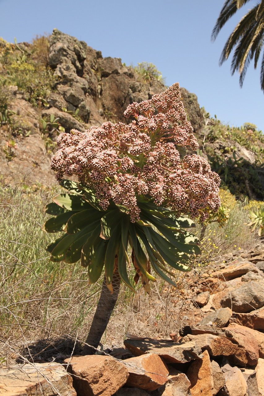 Aeonium appendiculatum flower